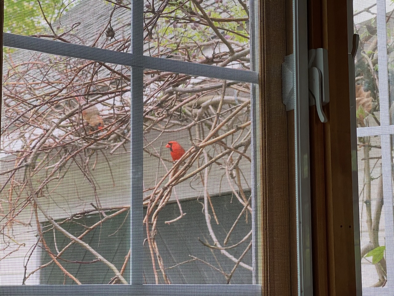 2020-05-15-wildife-01 photo