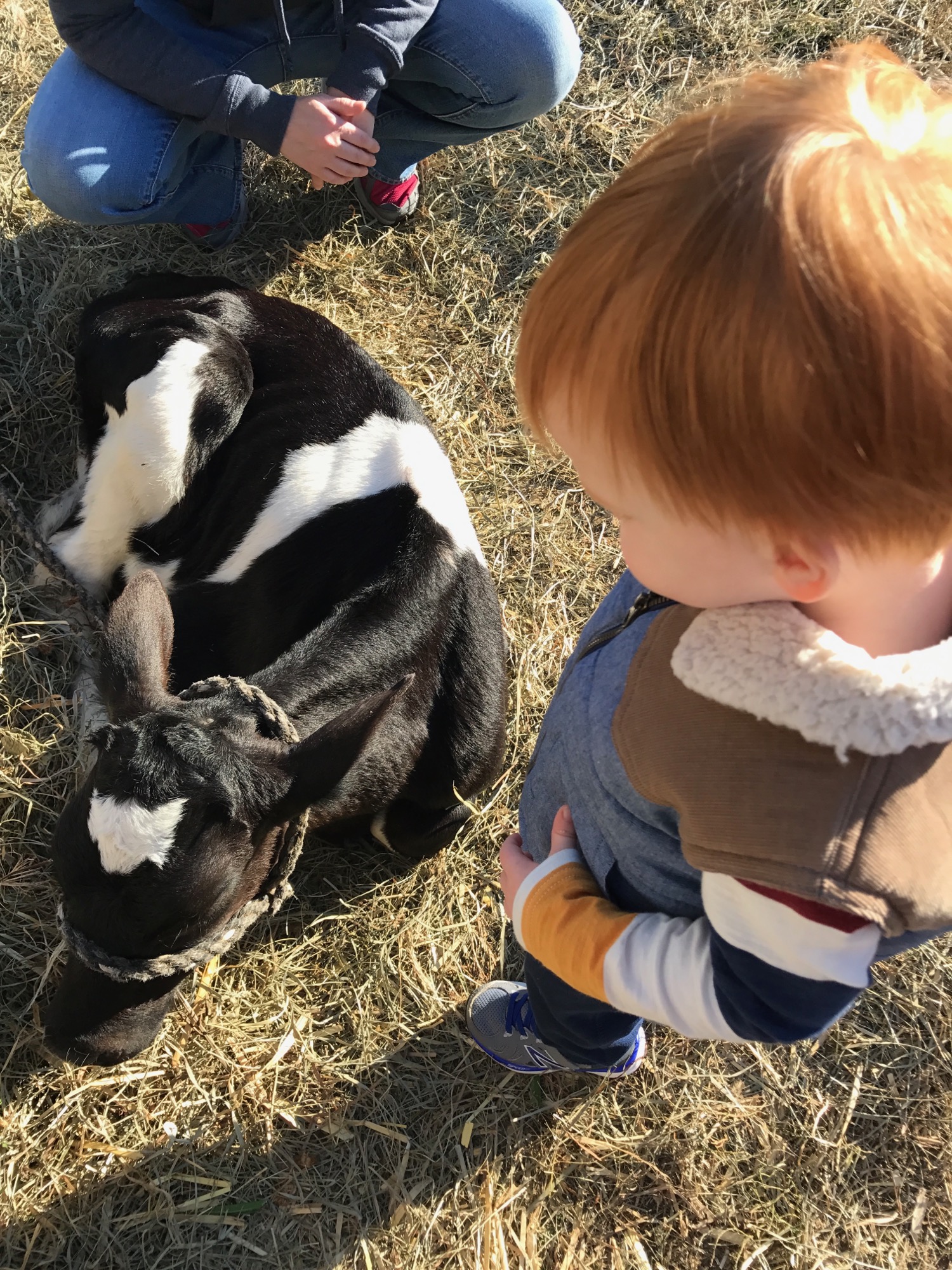 10-15-2016-pumpkin-patch-2 photo